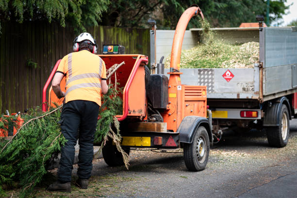 Best Professional Tree Care  in Grifton, NC